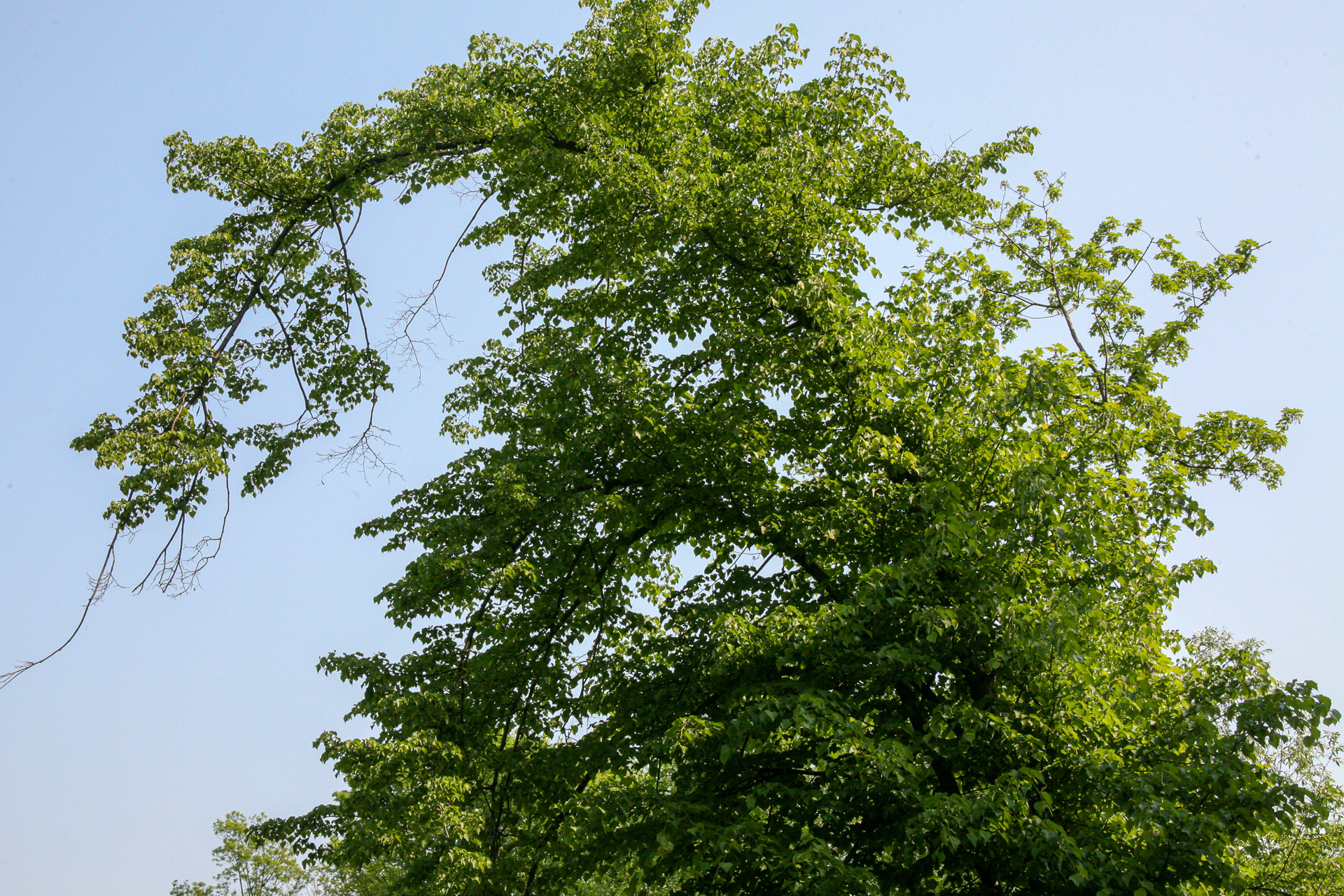 20070429102738 IMG 5417